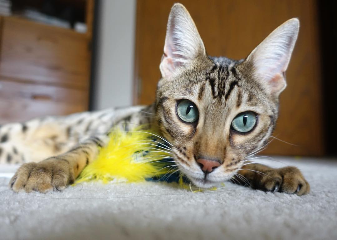 罗马尼亚队赛制调整与执行:团体赛中的最佳战术组合,罗马尼亚球队怎么样