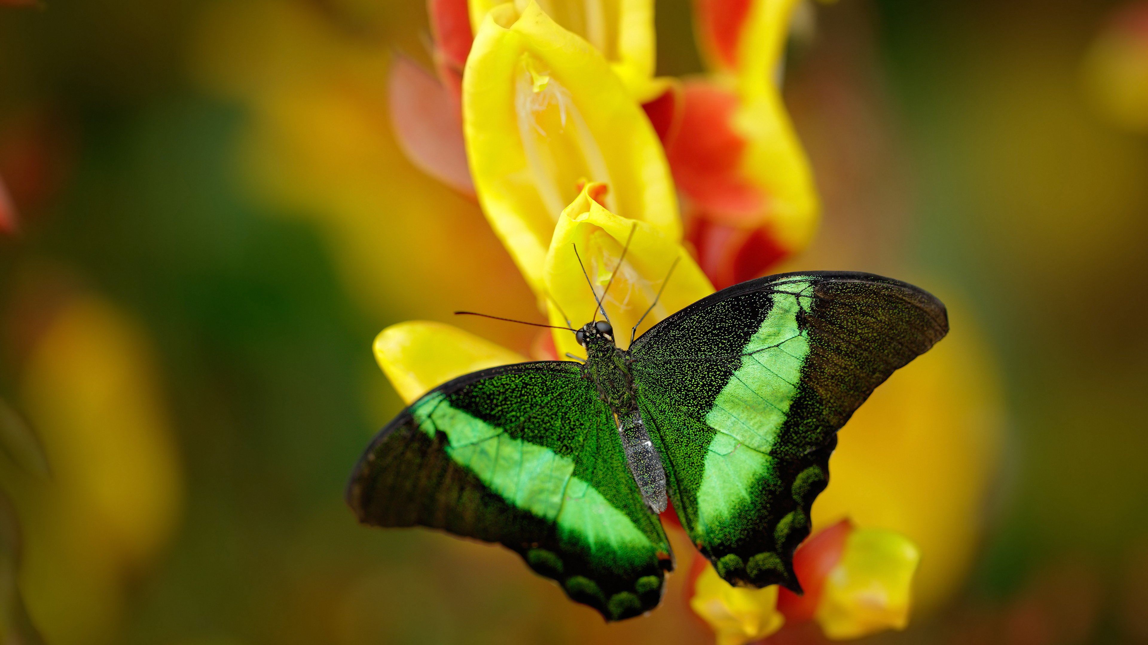乔·莫伊：稳定的scrum技术让全黑队在对抗中占得先机，攻防无缝连接