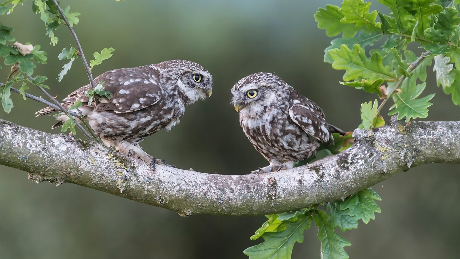 仰泳冲刺瑞士排名稳步提升,仰泳s11