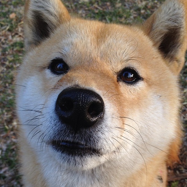 开云体育app官网-塞尔维亚女篮在欧洲锦标赛中冲击最高奖牌，实力令人瞩目，塞尔维亚国家女子篮球队