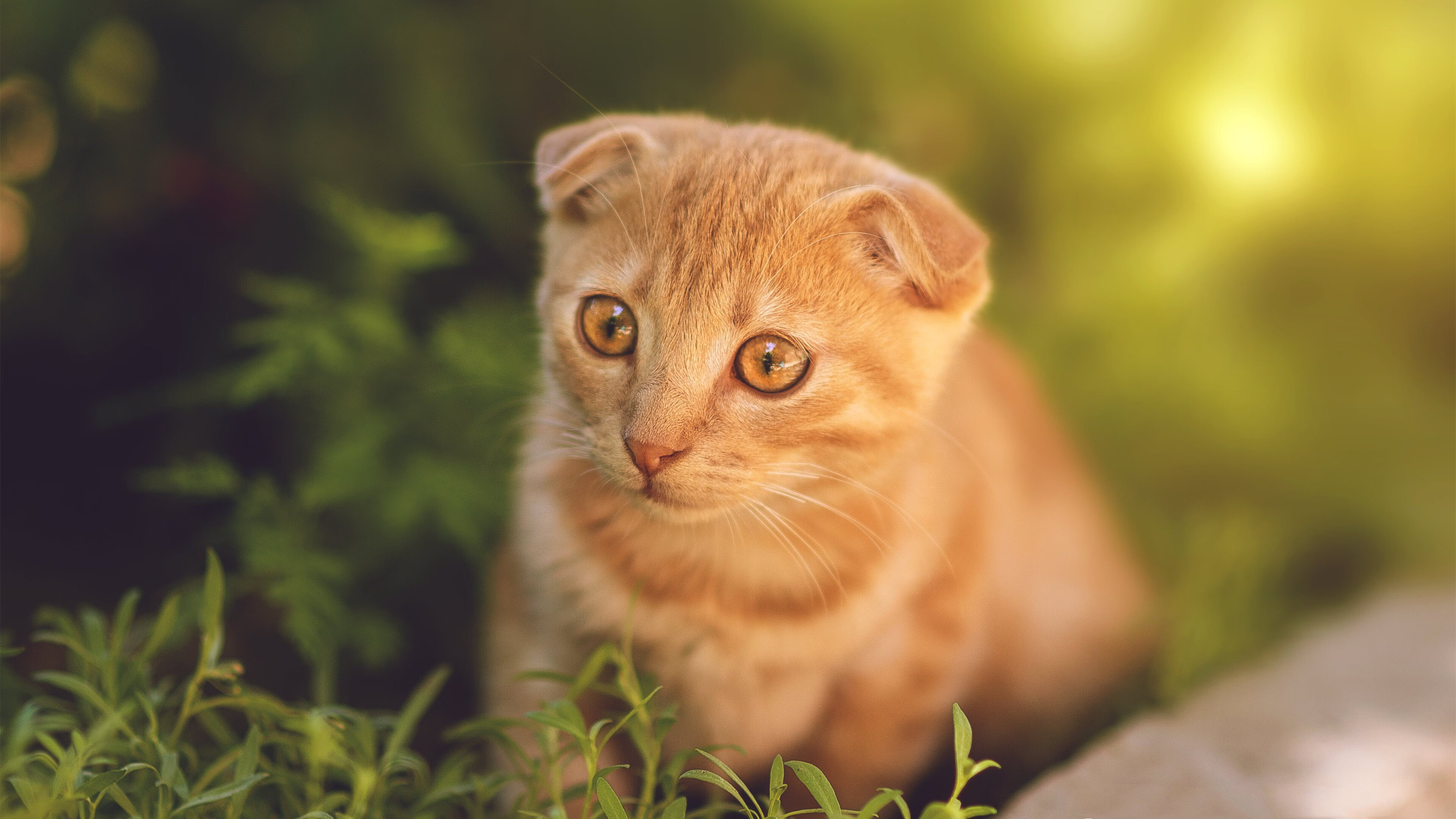 德甲攻防转变：精彩瞬间都令人热血沸腾！，德甲防守