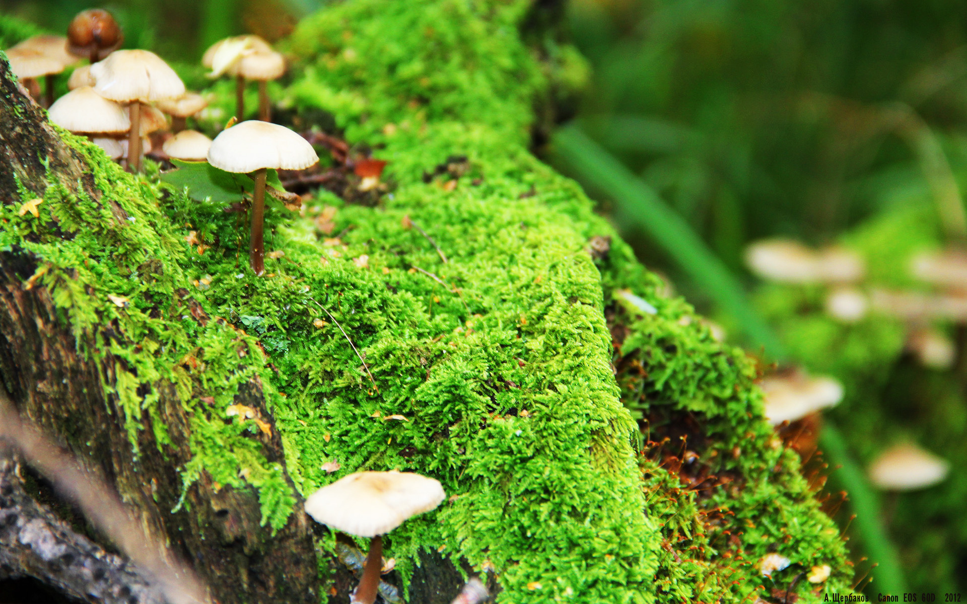 开云体育官网下载-独行侠组织三分大赛热身备战常规赛，独行侠三分球