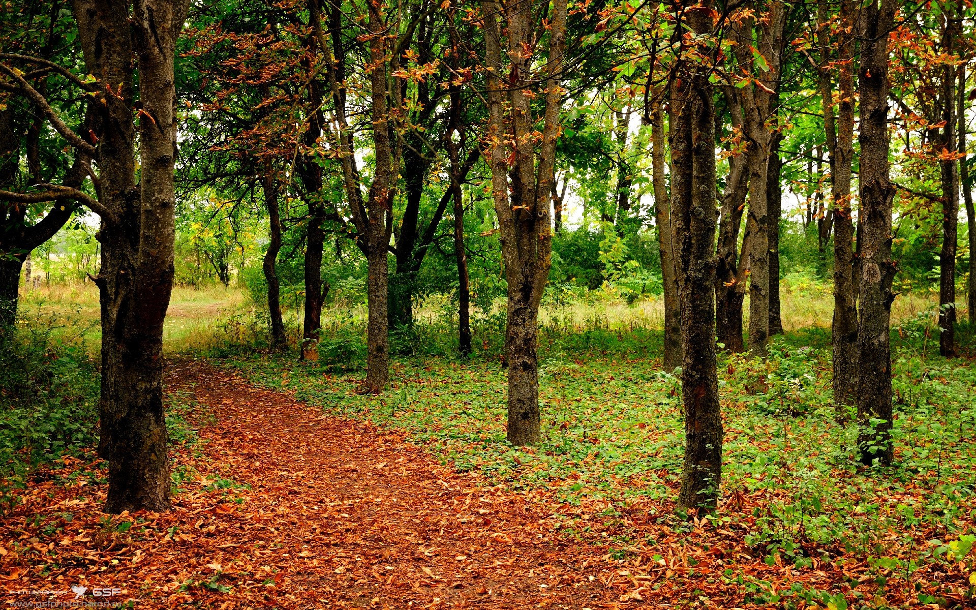 蛙泳战线新老交锋 普里戈达展稳健一面