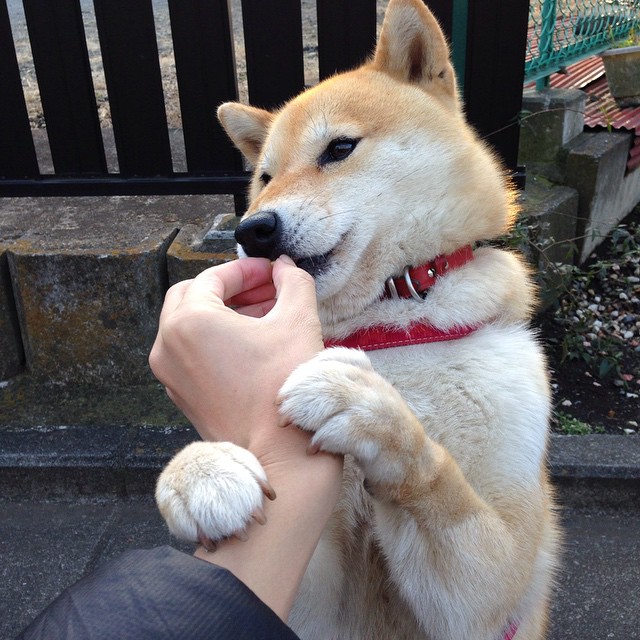 WTT中国大满贯：国乒全胜，16岁小将大比分狂胜，国乒大满贯得主