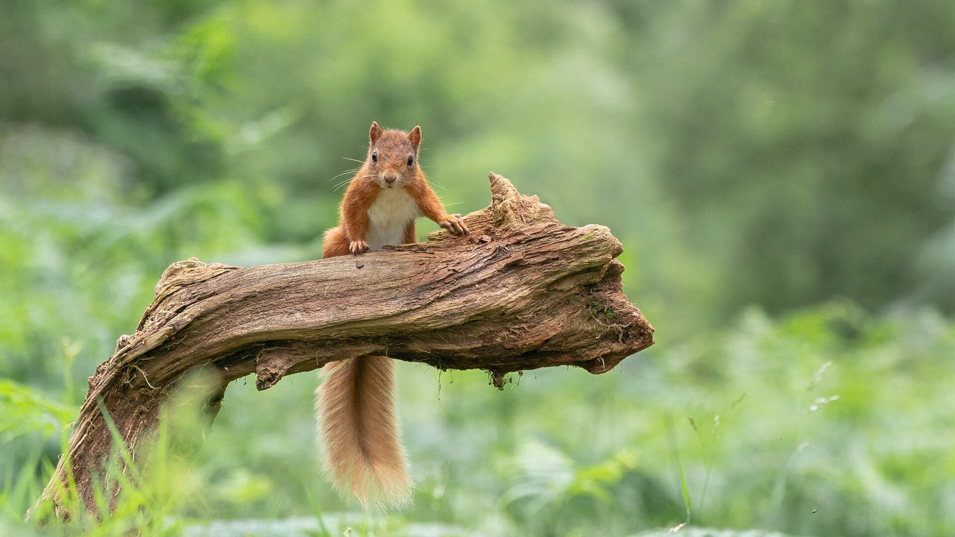 开云体育在线-《冠军奥运篇》报道：武桐桐的涅槃之路，女篮武桐桐有对象了吗